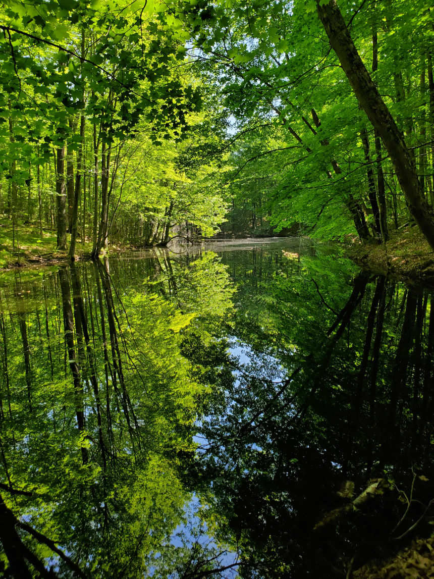 A hidden forest pond in Northern Wisconsin, discovered deep within dense woodland. The still water reflects the surrounding canopy like glass, capturing the untouched beauty of vibrant green trees under a hazy summer sky. A rare and tranquil scene from the heart of the Midwest wilderness.