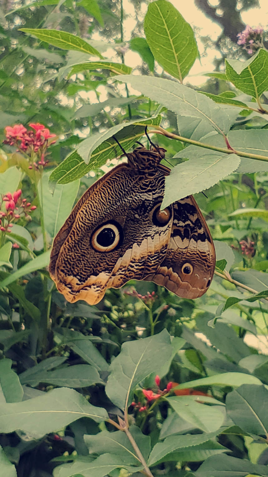 A large owl butterfly (Caligo species) rests upside-down on a leafy branch inside the Chicago Botanic Garden butterfly house. Its brown wings feature striking large eyespots resembling owl eyes, surrounded by intricate patterns and highlighted by soft pink flowers and dense green foliage in the background.