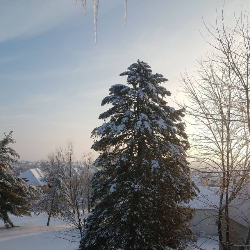 Snow-covered evergreens stand tall in a quiet winter scene, with rooftops and chimney smoke rising in the background. Icicles frame the top edge of the image, capturing the stillness and chill of a frozen suburban landscape.