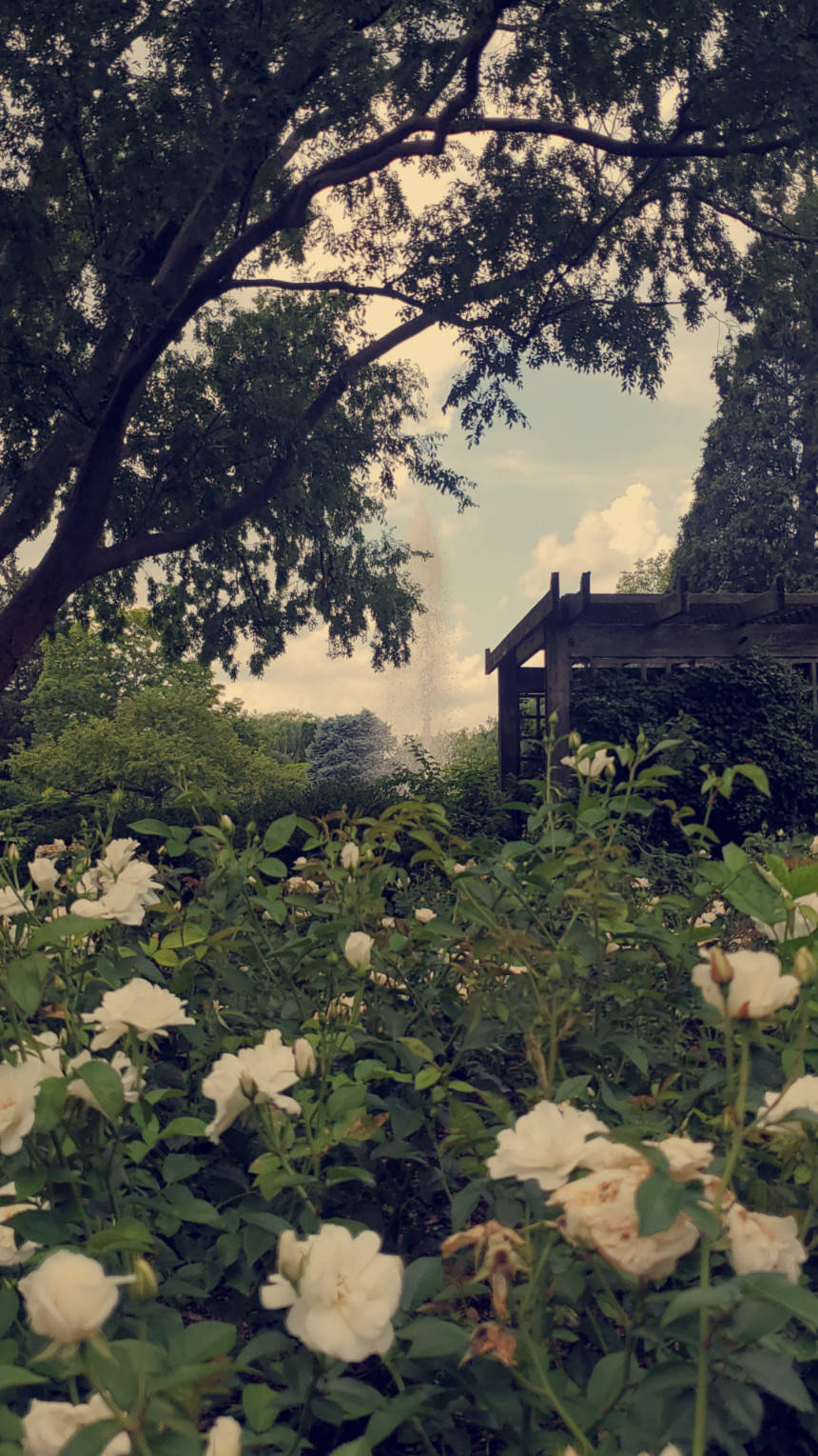 White blossoms bloom in dense green foliage at the Chicago Botanic Garden, framed by a graceful tree on the left and a distant gazebo partially hidden among the plants. A fountain arcs water into the air in the background, completing this peaceful midday garden scene.