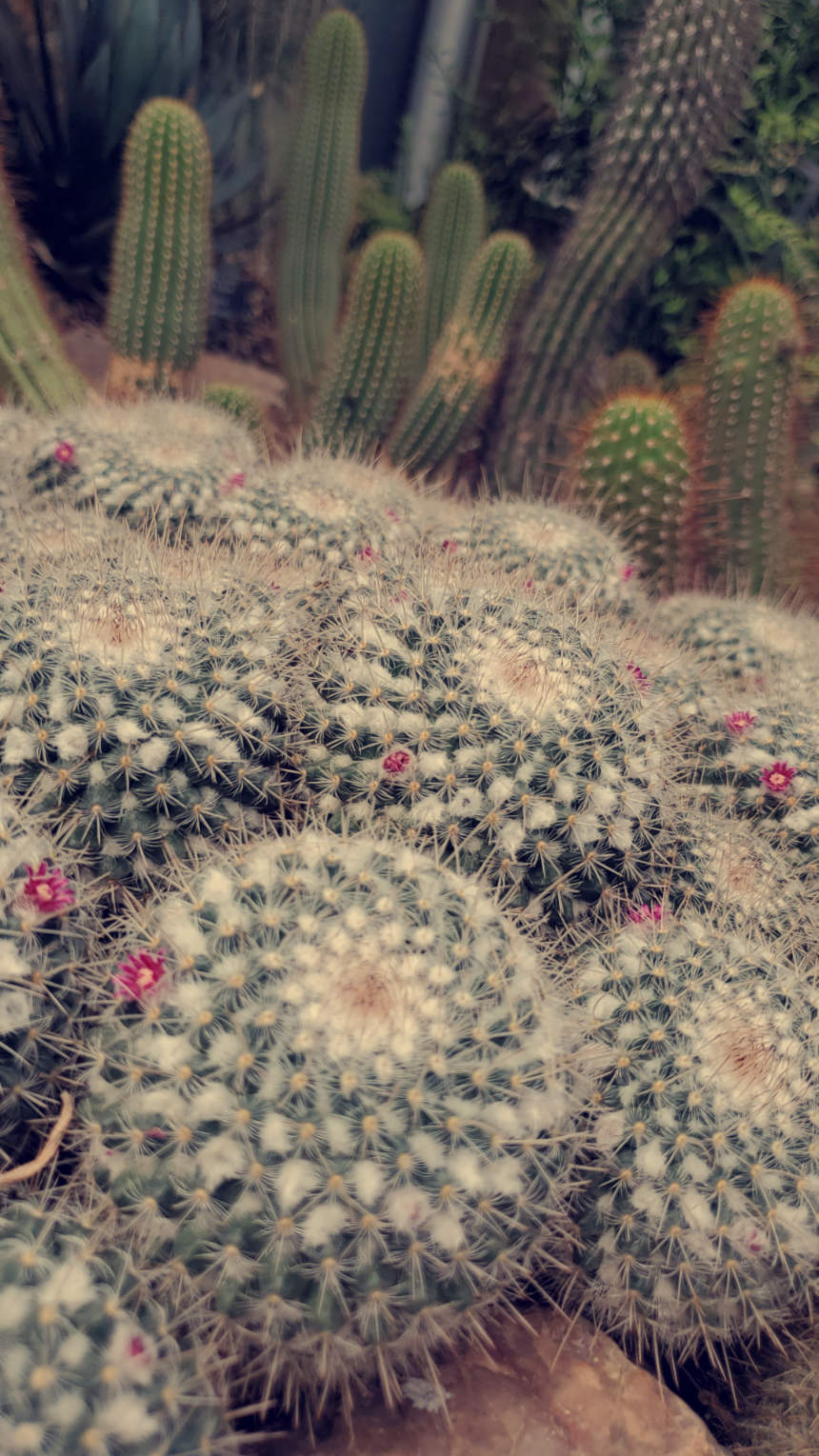 Close-up of two contrasting cacti at the Chicago Botanic Garden, growing from sandy, rock-like soil reminiscent of the American Southwest. One cactus is pale green with white ridges and soft pink floral buds in the background; the other is a darker green with twisted limbs and sharp yellow spines, highlighting the diversity and texture of desert flora.